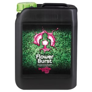 Buddha's Tree Flower Burst 5L